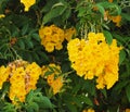 Tecoma Stans Or Yellow Trumpet Flower On Ilha Culatra Portugal