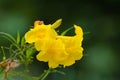 Tecoma stans or Yellow Trumpetbush flower