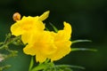 Tecoma stans or Yellow Trumpetbush flower Royalty Free Stock Photo