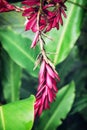 Tecomanthe dendrophila flower