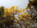 A tecomaria tree filled with blooming flowers