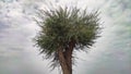 Tecomella Undulata Rohida tree with cloudy sky background