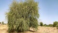 Tecomella Undulata (Rohida) tree in the desert field