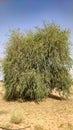 Tecomella Undulata (Rohida) tree in the desert field