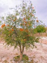 Tecomella undulata tree desert teak rohida rohira marwar teak rohiro flowering plant of rajasthan thar closeup image stock photo