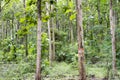 Tectona grandis Teak is a kind of high-quality wood production. Large trees, straight trunked, can grow to 30-40 m tall. Big leaf, Royalty Free Stock Photo