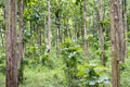 Tectona grandis Teak is a kind of high-quality wood production. Large trees, straight trunked, can grow to 30-40 m tall. Big leaf,