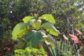 Tectona grandis teak tropical hardwood tree