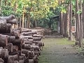 Tectona Grandis wood loging at the Al-Zaytun Campus Indramayu West Java Indonesia Royalty Free Stock Photo