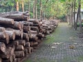 Tectona Grandis wood loging at the Al-Zaytun Campus Indramayu West Java Indonesia Royalty Free Stock Photo