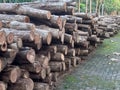 Tectona Grandis wood loging at the Al-Zaytun Campus Indramayu West Java Indonesia Royalty Free Stock Photo