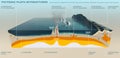 Tectonic plates of the Earth's crust