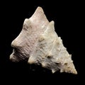 Tectus dentatus Seashell on a black background Royalty Free Stock Photo