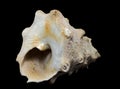 Tectus dentatus Seashell on a black background Royalty Free Stock Photo
