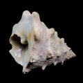 Tectus dentatus or toothed top shell on black background Royalty Free Stock Photo