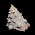 Tectus dentatus or toothed top shell on black background Royalty Free Stock Photo
