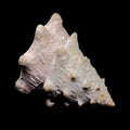 Tectus dentatus or toothed top shell on black background Royalty Free Stock Photo