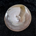 Tectus Pyramis Pearl Seashell on a black sand background Royalty Free Stock Photo