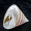 Tectus Pyramis Pearl Seashell on a black sand background Royalty Free Stock Photo