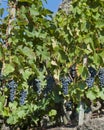 Ted Wine Grapes for Harvest Royalty Free Stock Photo