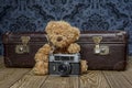 Tedd bear photographer