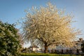 Tree in Full Bloom - Teddington South West London, UK Royalty Free Stock Photo