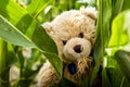 Teddy bead Dranik in corn field. Royalty Free Stock Photo