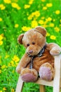 Teddy bear