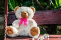 Teddy bear Royalty Free Stock Photo