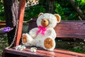 Teddy bear Royalty Free Stock Photo