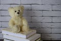 Teddy bear on the books on white bricks background Royalty Free Stock Photo