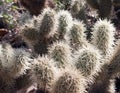 Teddy Bear Cactus from Tuscon, Arizona