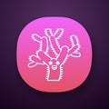 Teddy bear cholla app icon