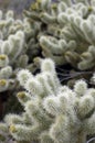 Teddy Bear Cholla Cactus