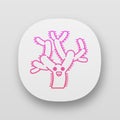 Teddy bear cholla cactus app icon