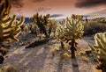 Teddy bear Cholla Cactus Garden at Pinto Basin