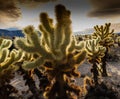 Teddy bear Cholla Cactus Garden at Pinto Basin