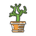 Teddy bear cholla cactus in pot color icon