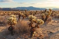 Teddy bear cholla cactus sprouting new growth with mountains in the background