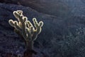 Teddy bear cholla cactus standing alone in the desert Royalty Free Stock Photo