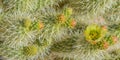 Teddy Bear Cholla Cylindropuntia Bigelivii cactus blossoming in the American Desert Southwest. Maricopa County, Arizona Royalty Free Stock Photo