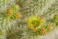 Teddy Bear Cholla Cylindropuntia Bigelivii cactus blossoming in the American Desert Southwest. Maricopa County, Arizona Royalty Free Stock Photo