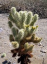 Teddy Bear Cholla with Flowers Royalty Free Stock Photo