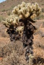 Teddy-Bear Chollas & x28;Cylindropuntia bigelovii& x29;