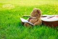 Teddy bear on classical guitar on field Royalty Free Stock Photo