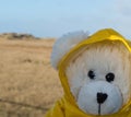 Teddy Bear on the Coast