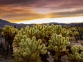 Teddy bear (Cylindropuntia bigelovii) Cholla Cactus Garden at Pinto Basin