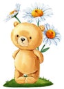 Teddy bear and daisies flowers watercolor on isolated white background, art poster, cute bear hand drawn illustration Royalty Free Stock Photo