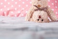 Teddy bear does yoga on bed Royalty Free Stock Photo