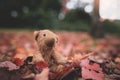 Teddy bear doll sitting on autum leaves at footpath. Front view lost bear toy looking out owith sad face, Lonely ted sitting alone